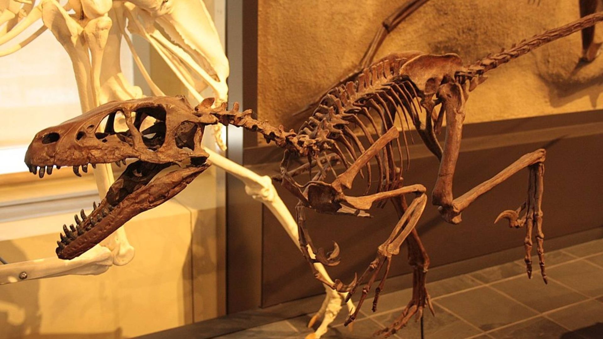 Dromisaurus dinosaur skeleton