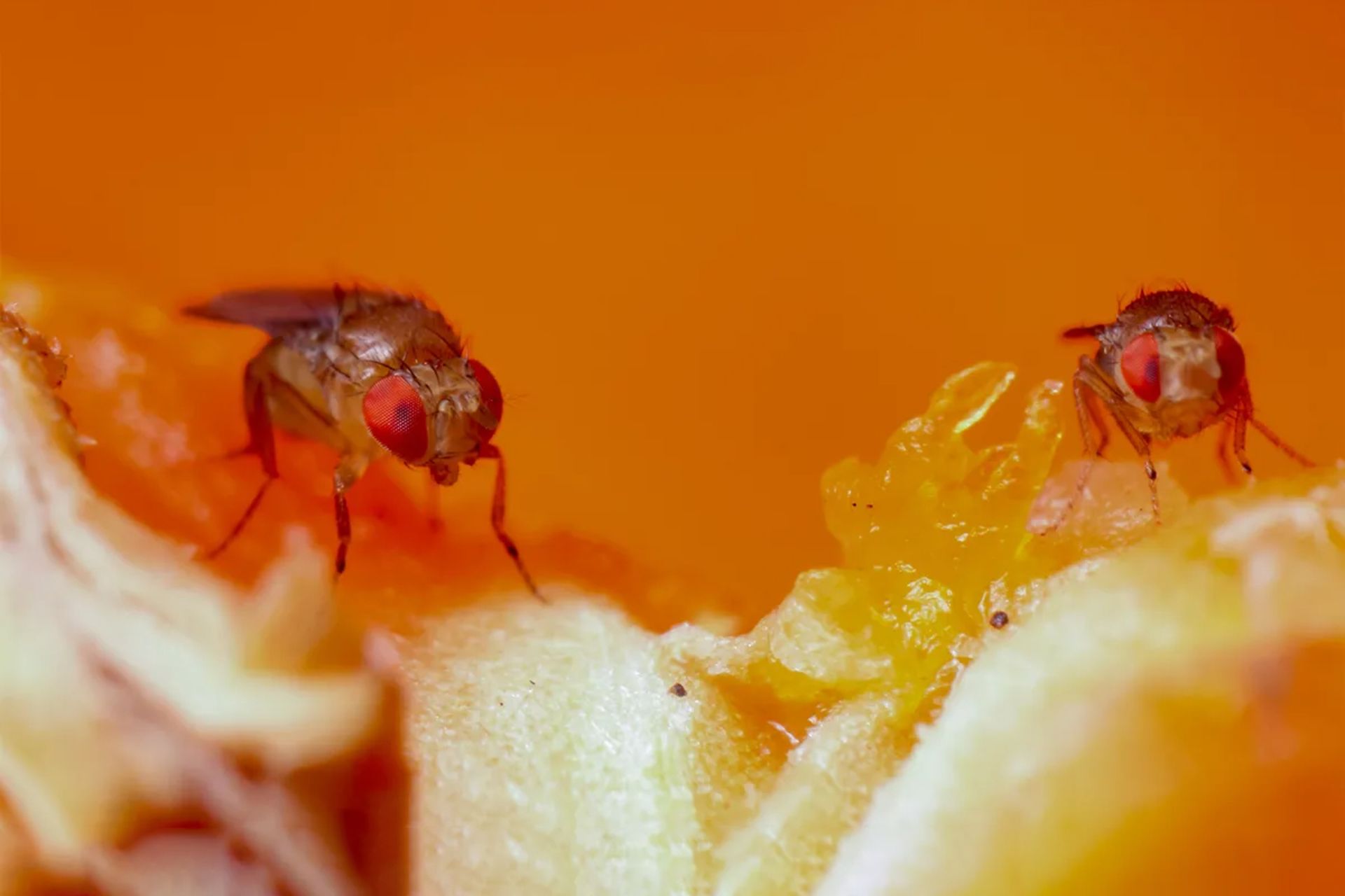 دو مگس سرکه نشسته روی پرتقال