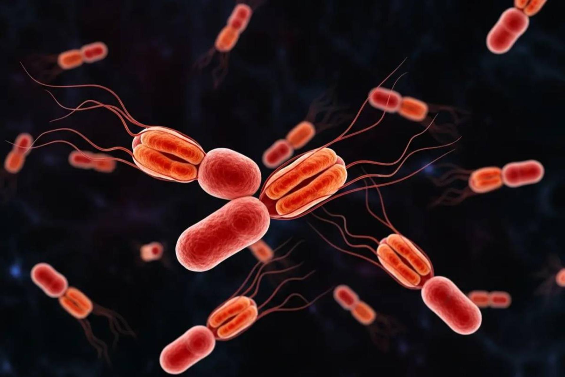 باکتری‌های مقاوم حصبه در برابر آنتی‌بیوتیک