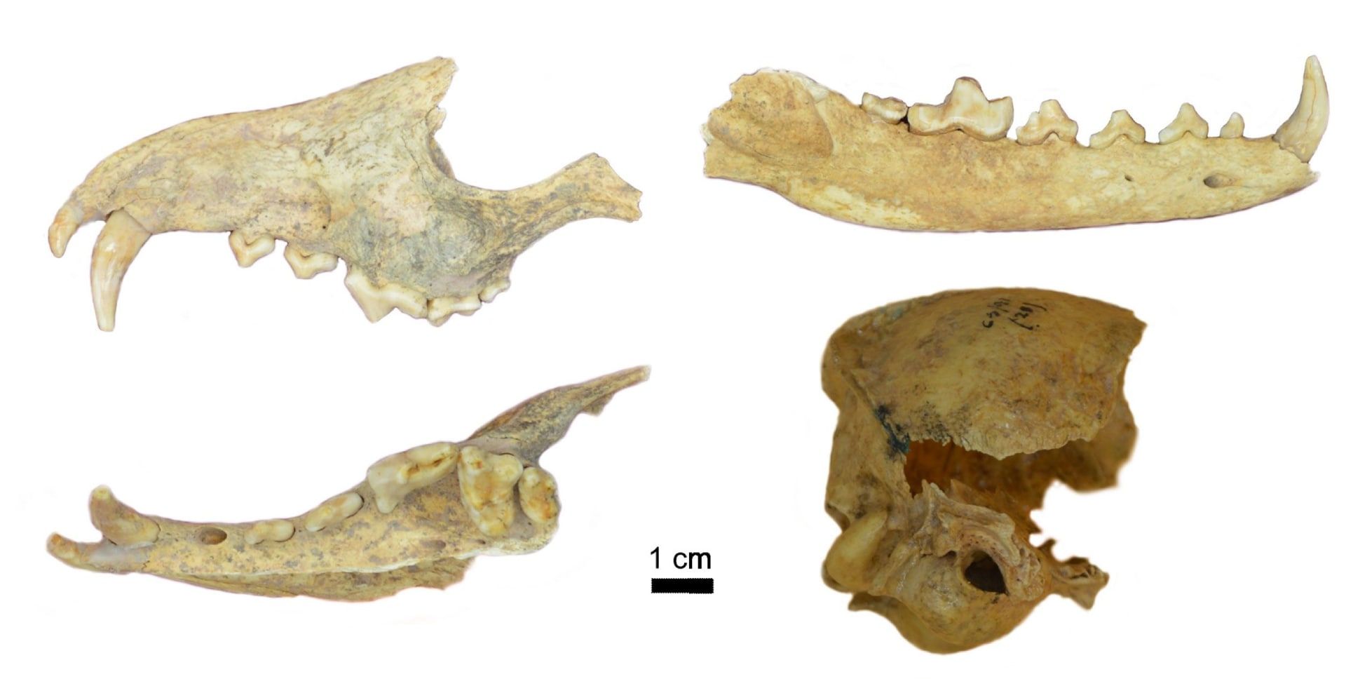 استخوان‌های روباه باستانی منقرض شده Dusicyon avus