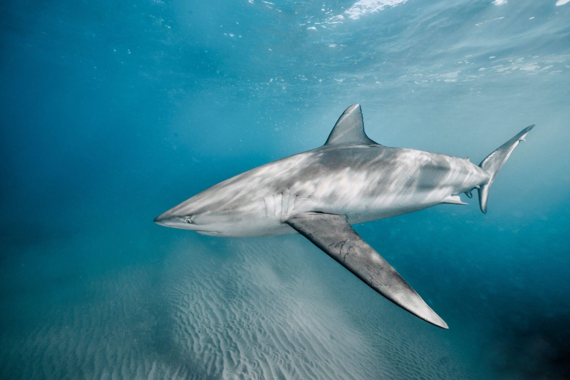 کوسه‌ی خاکستری یا کوسه‌ی تیره (Carcharhinus obscurus) در حال شنا در آب زلال