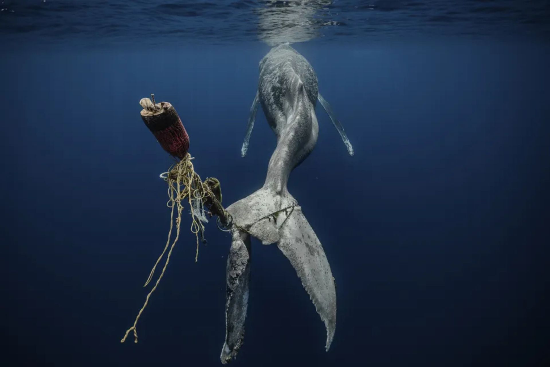 نهنگ گوژپشت به دلیل گرفتار‌شدن دمش در وسایل ماهیگیری تغییر شکل داده است