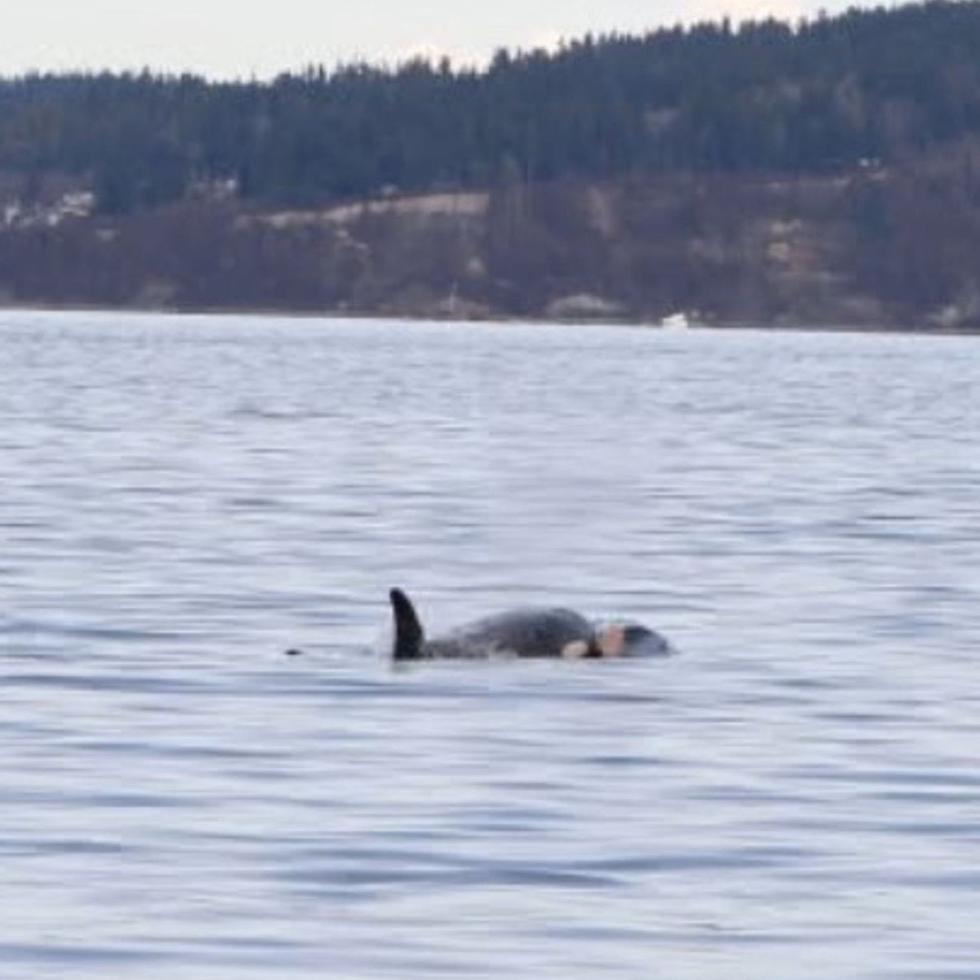 تالیکوا نهنگ قاتل یا اورکای مادر با نوزاد مرده روی سرش