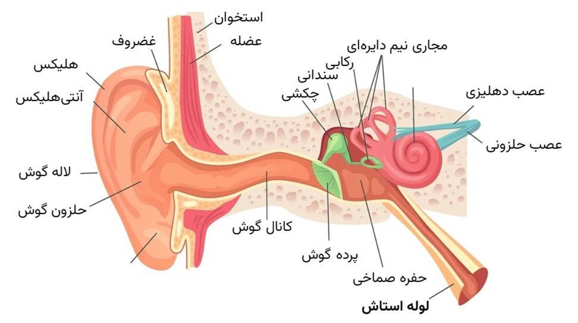 آناتومی گوش