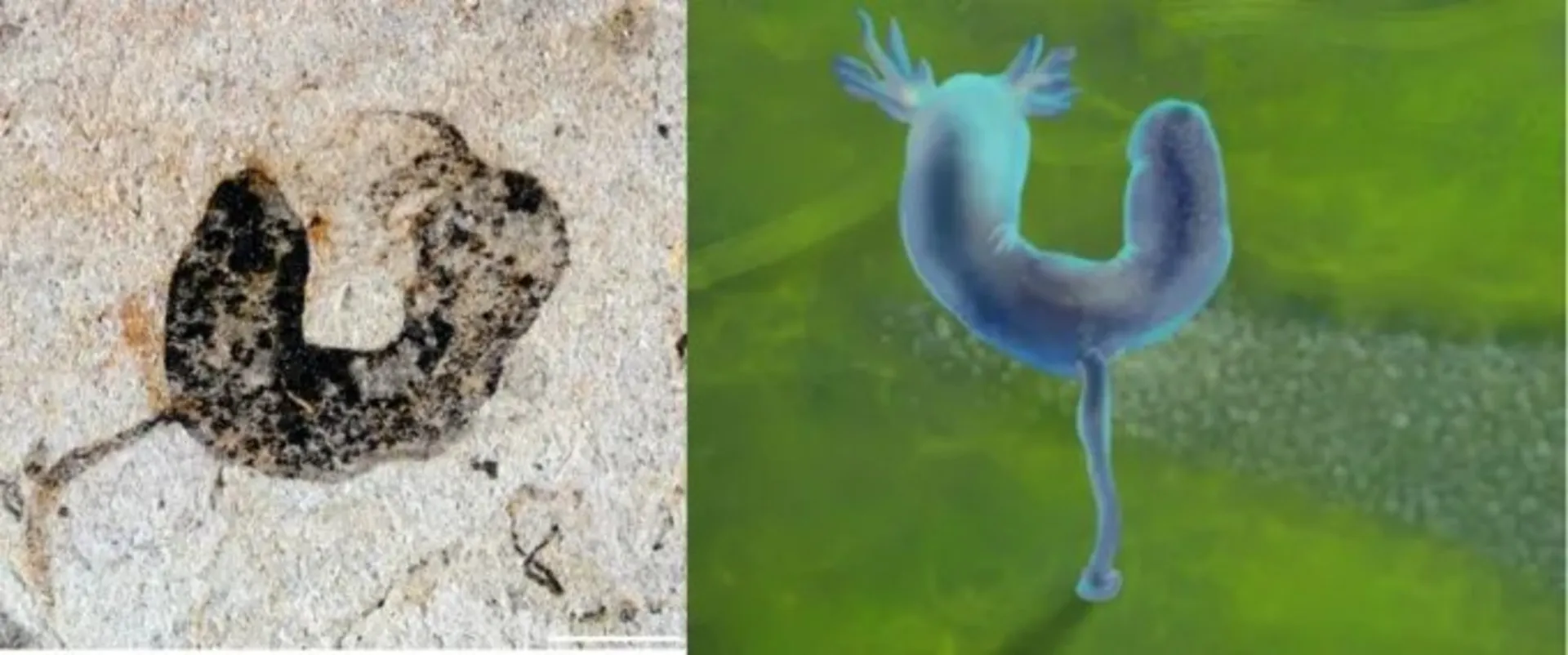 تصویرسازی از  جانور دهان‌ثانویه ابتدایی