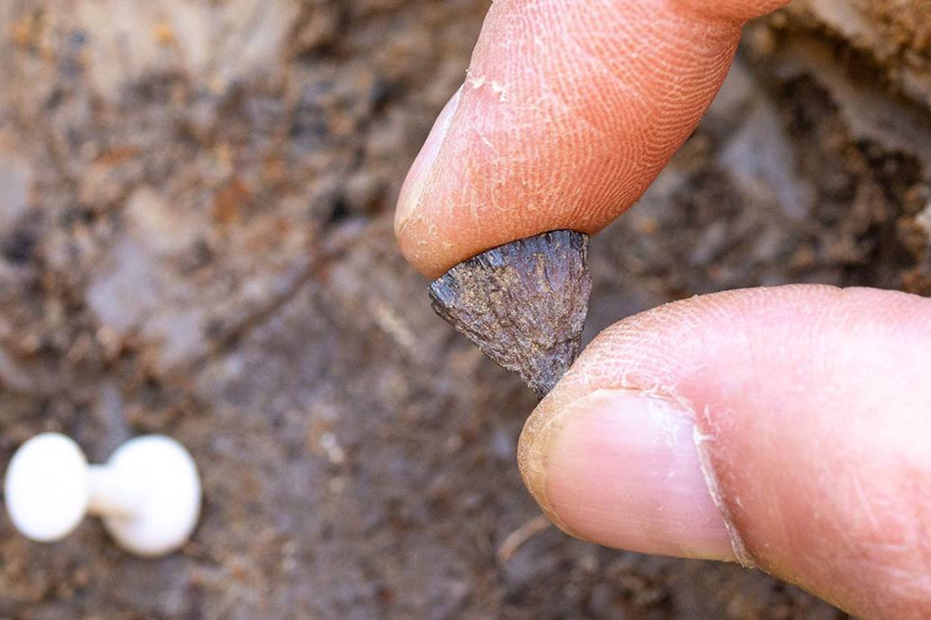 تکه‌ی کوچکی از پیریت آهن در محل کشف در بارنهام انگلستان یافت شد