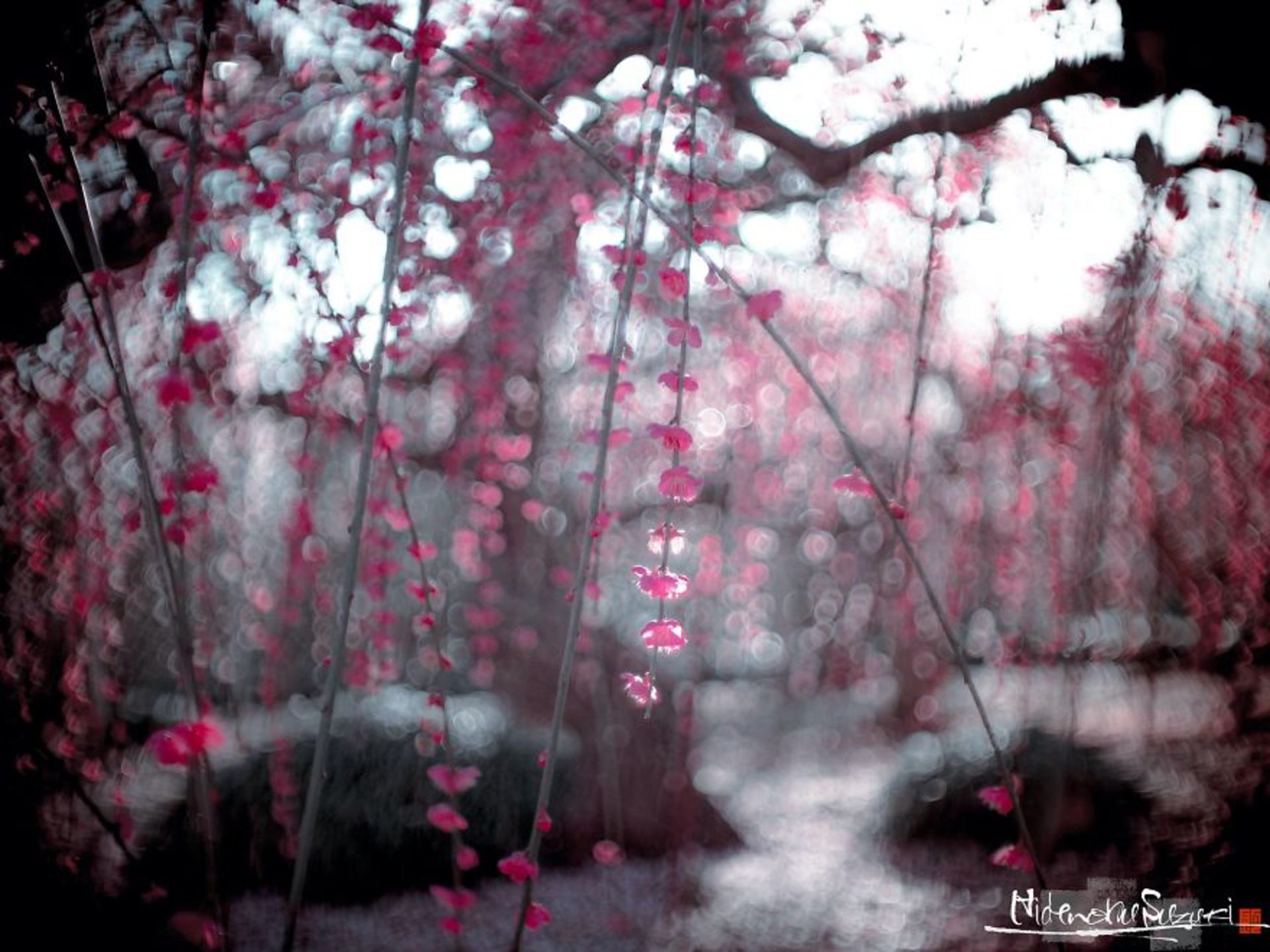 شاخه شکوفه صورتی بهاری