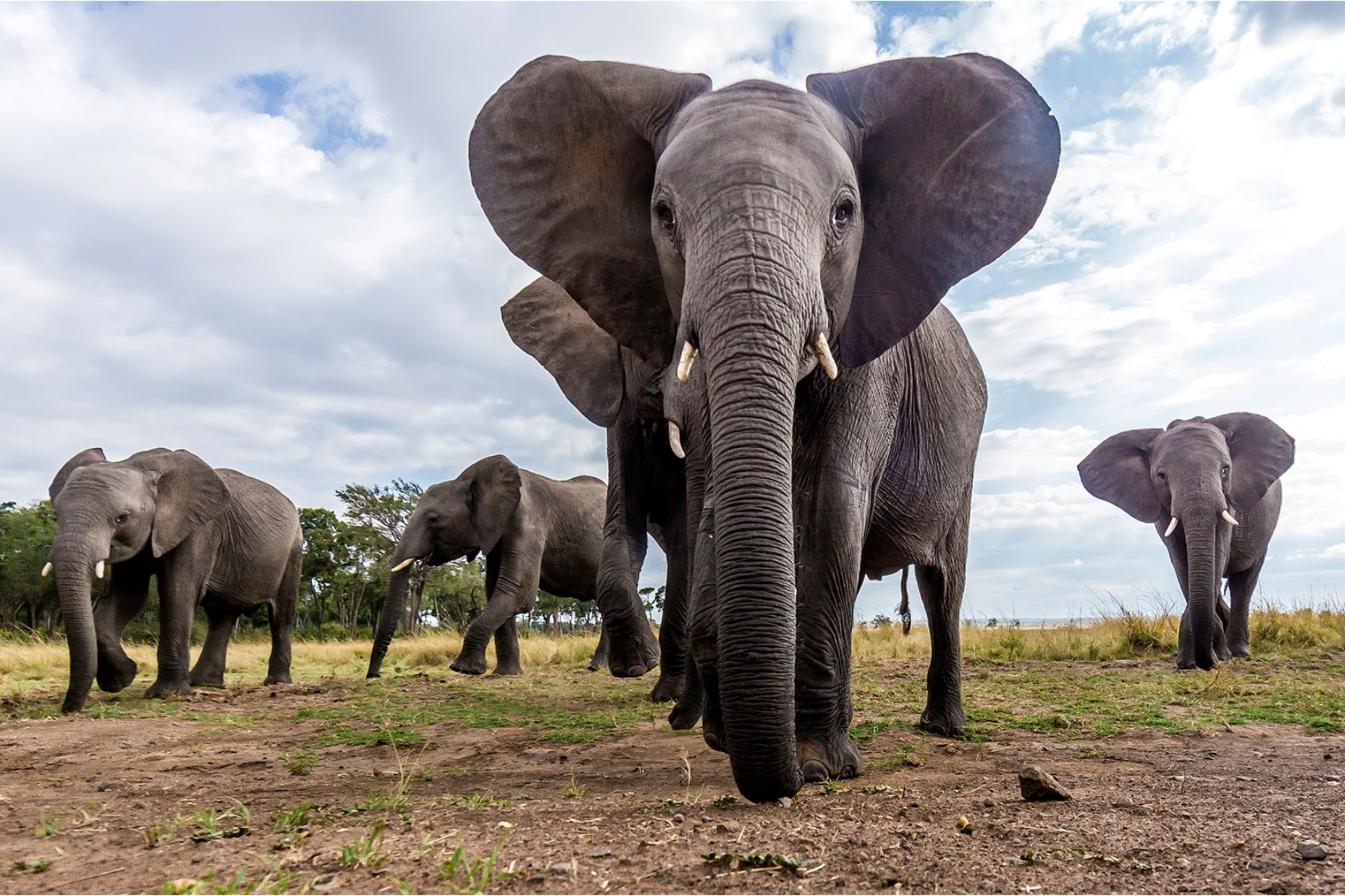 گله‌ی فیل‌های آفریقایی در ماسایی‌مارا، کنیا