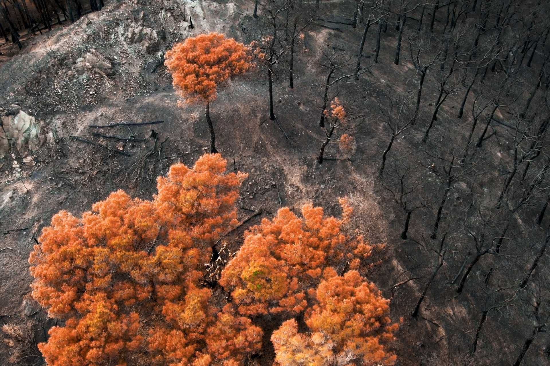 نمای هوایی زمین سوخته با درختان زرد