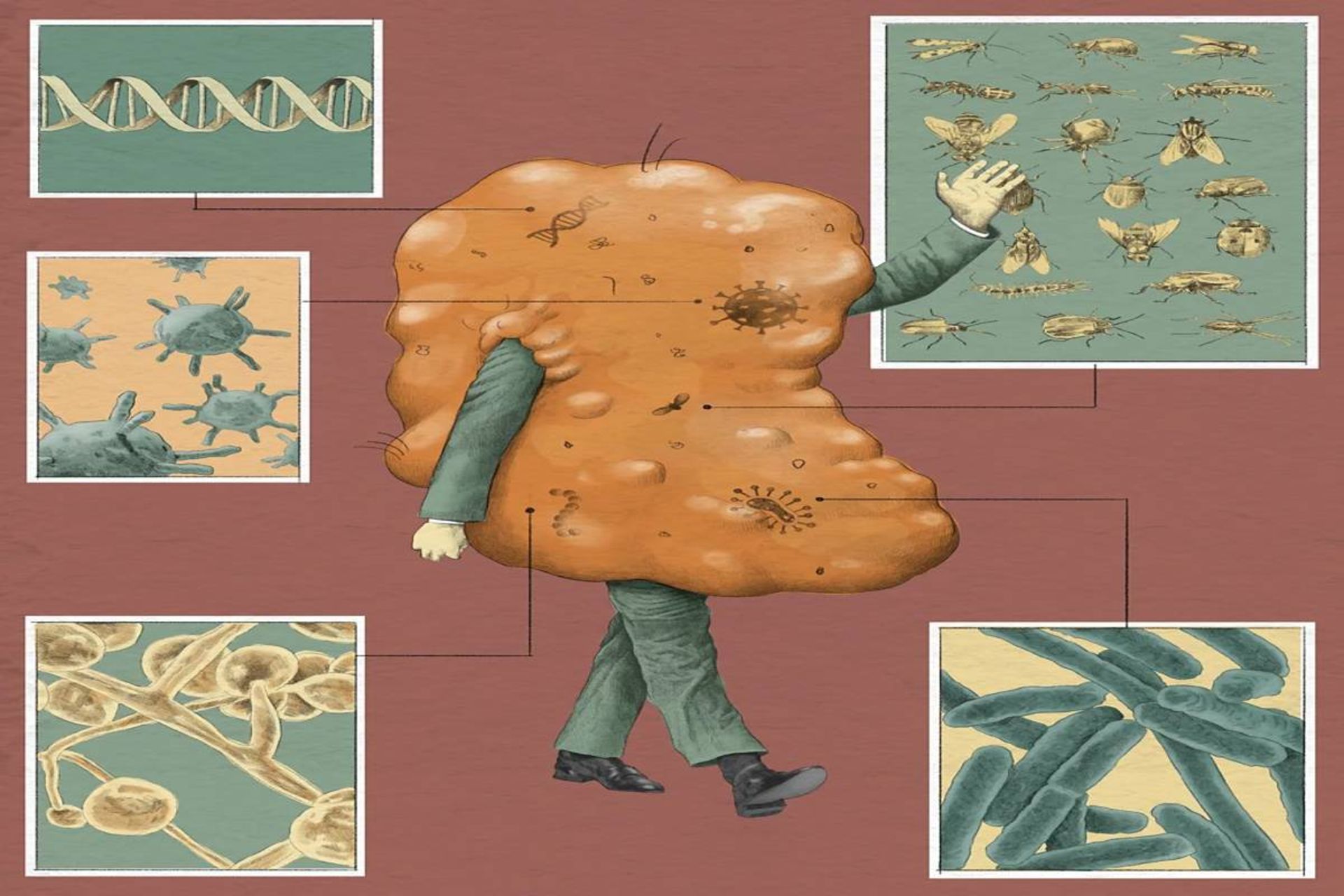 وظایف جرم گوش