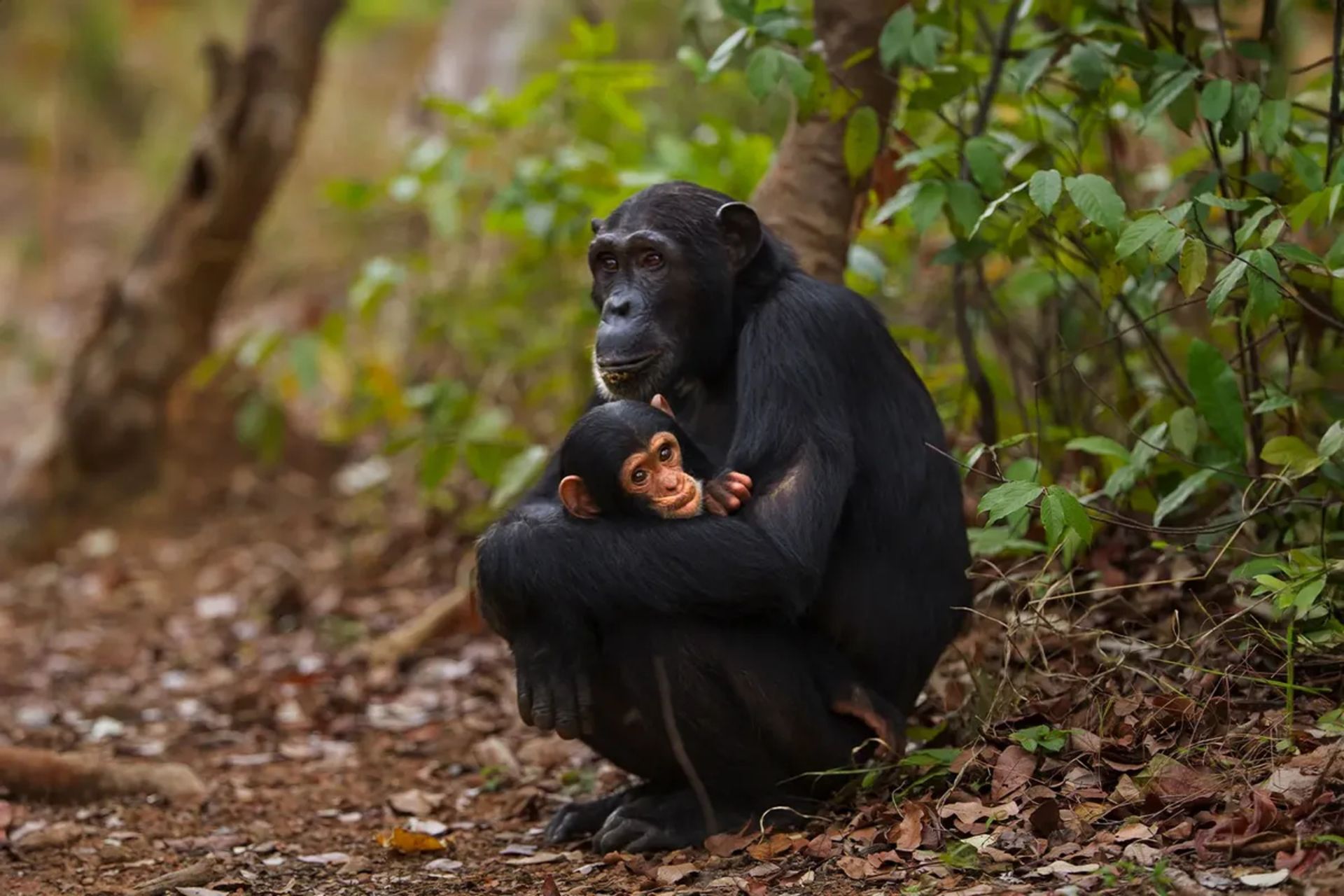 تصویری از یک شامپانزه که فرزند خود را در آغوش گرفته است