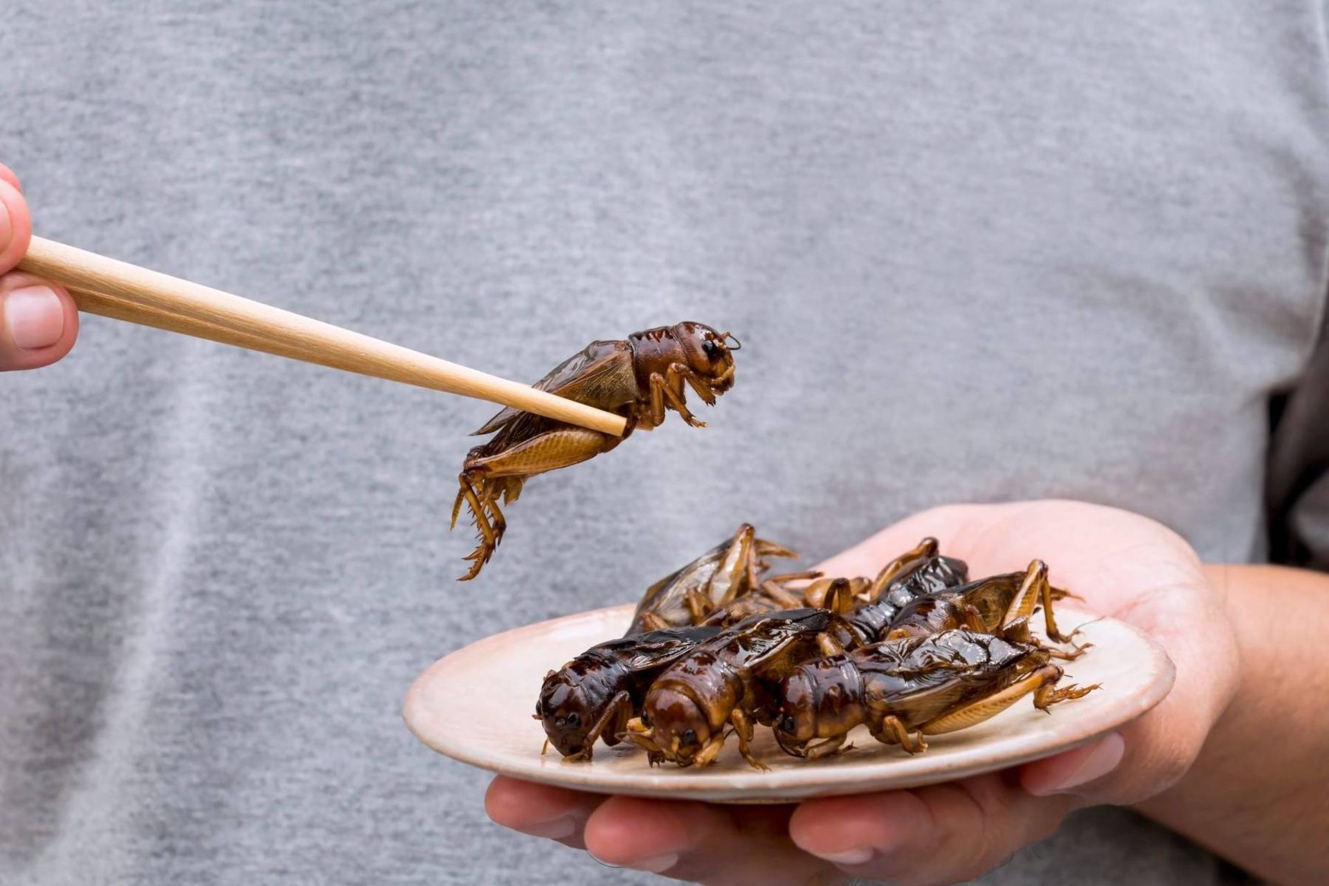 خوردن حشرات