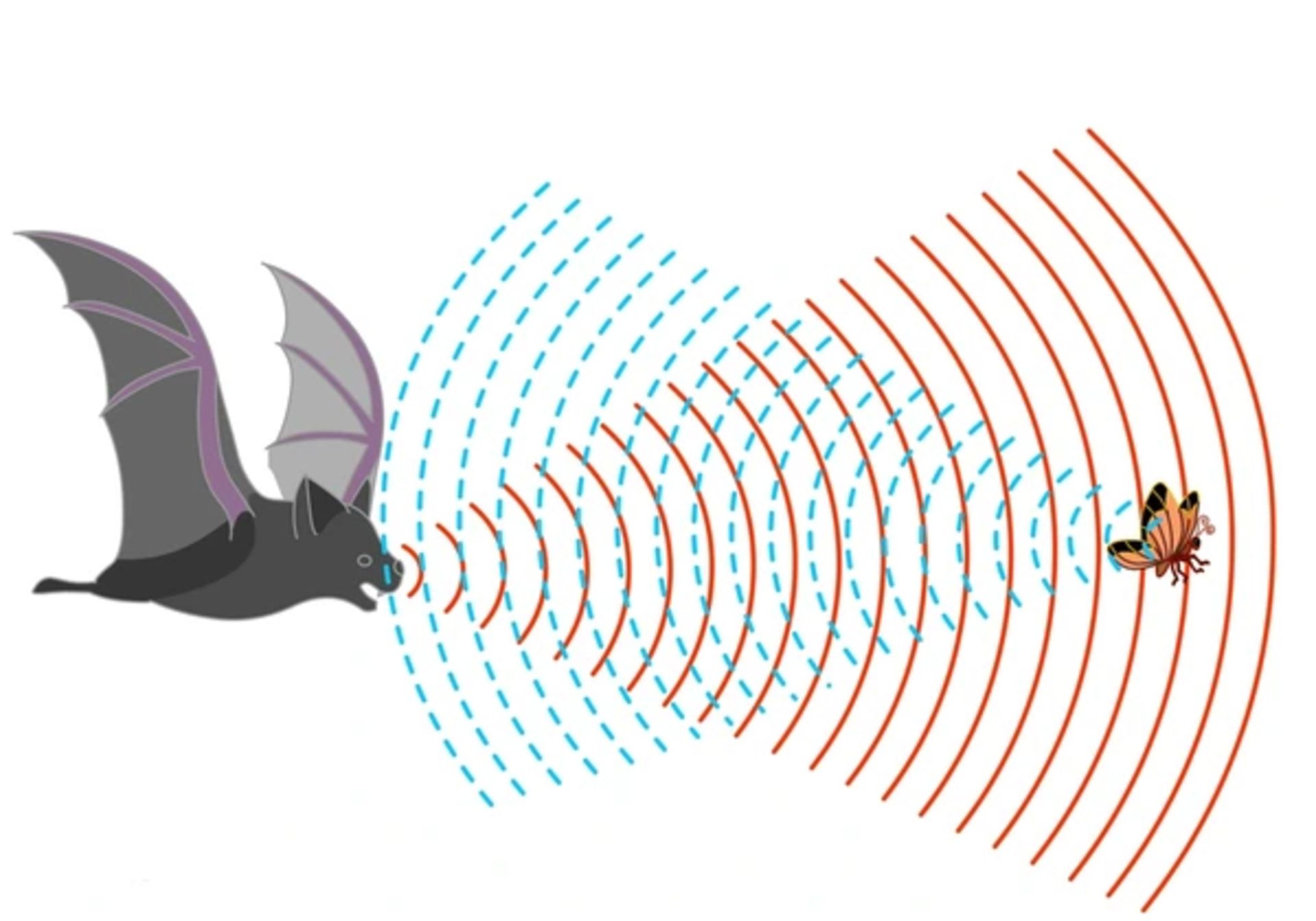 The bat determines the location of various objects with the help of ultrasound waves