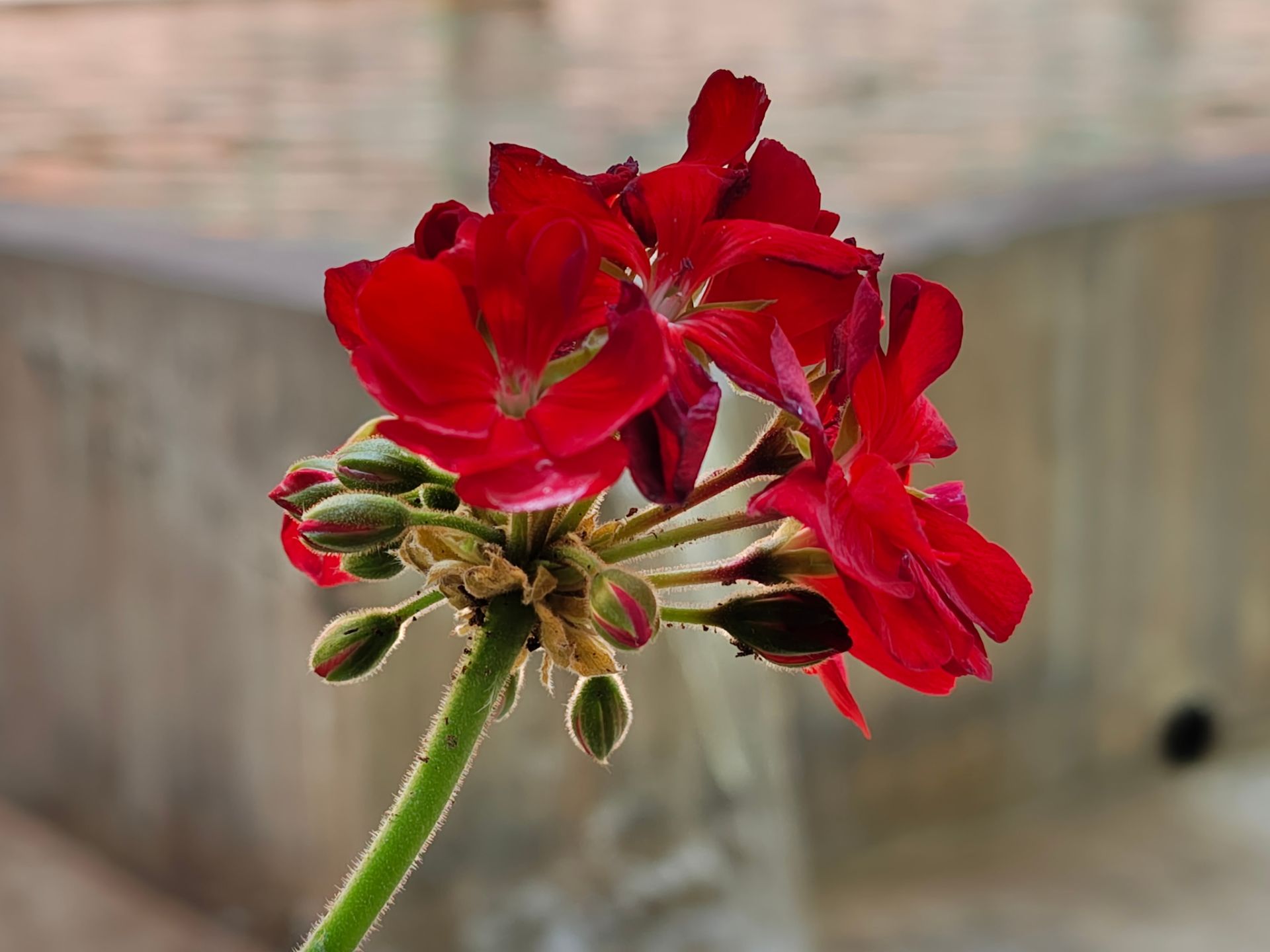 گل قرمز از نمای نزدیک