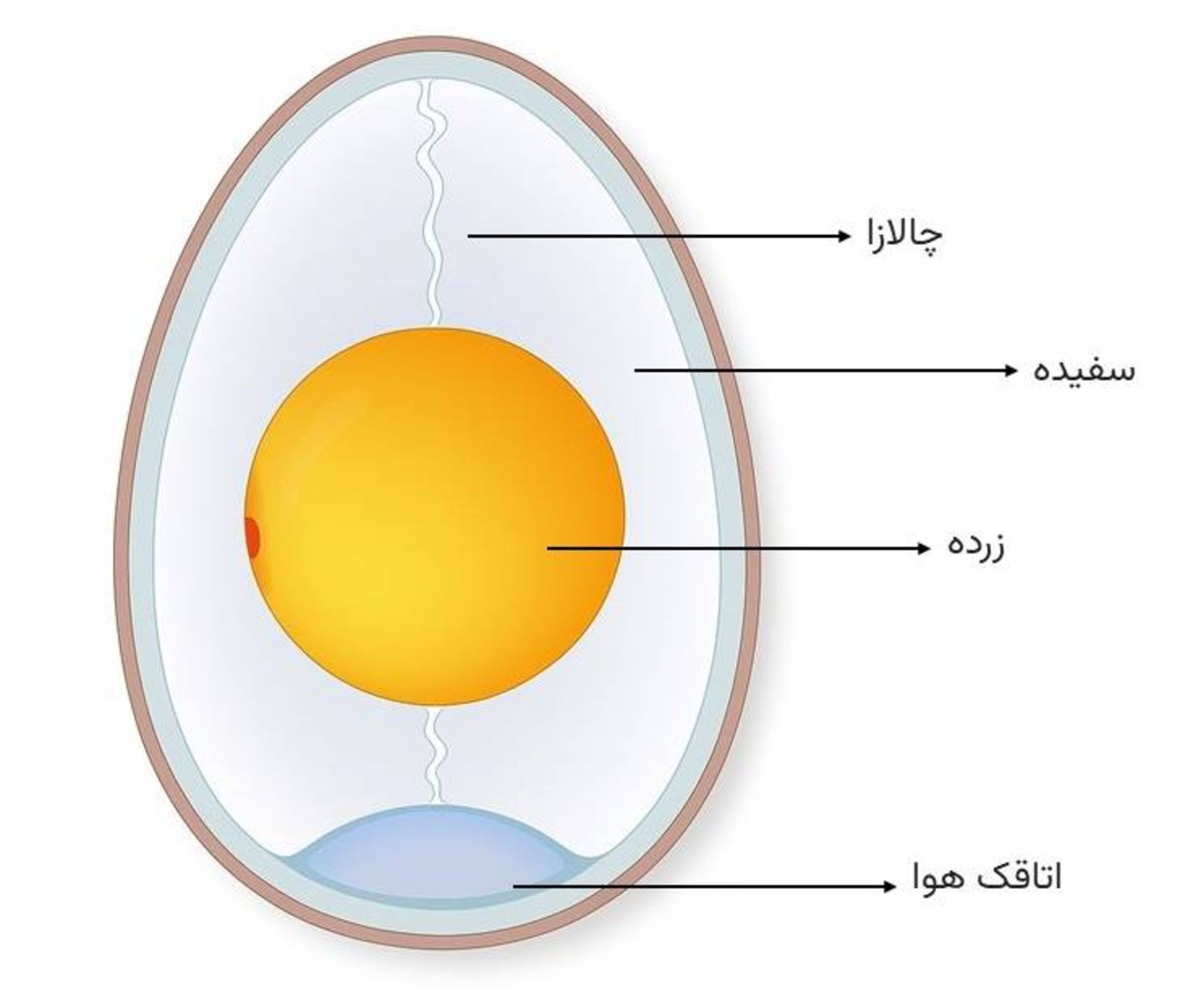 ساختار تخم مرغ