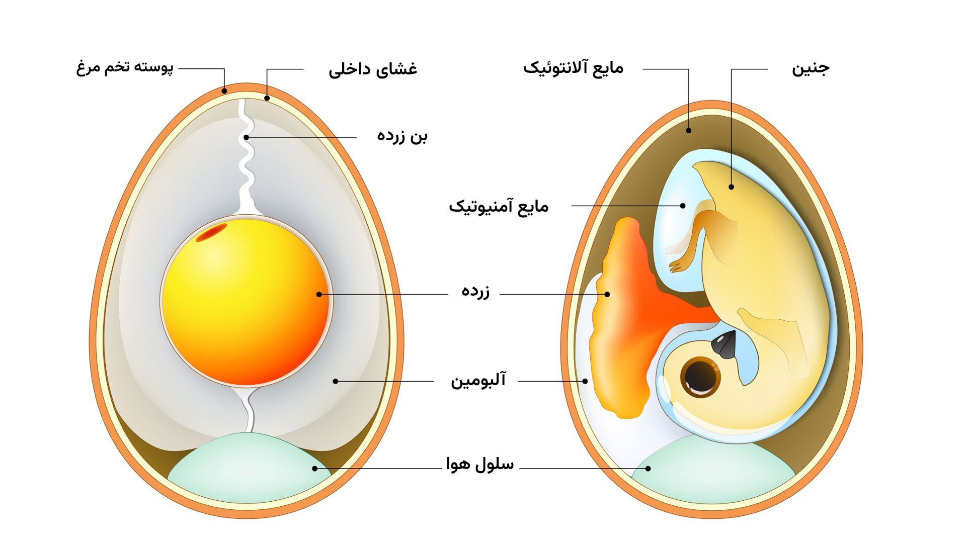 تخم مرغ بارور و غیربارور