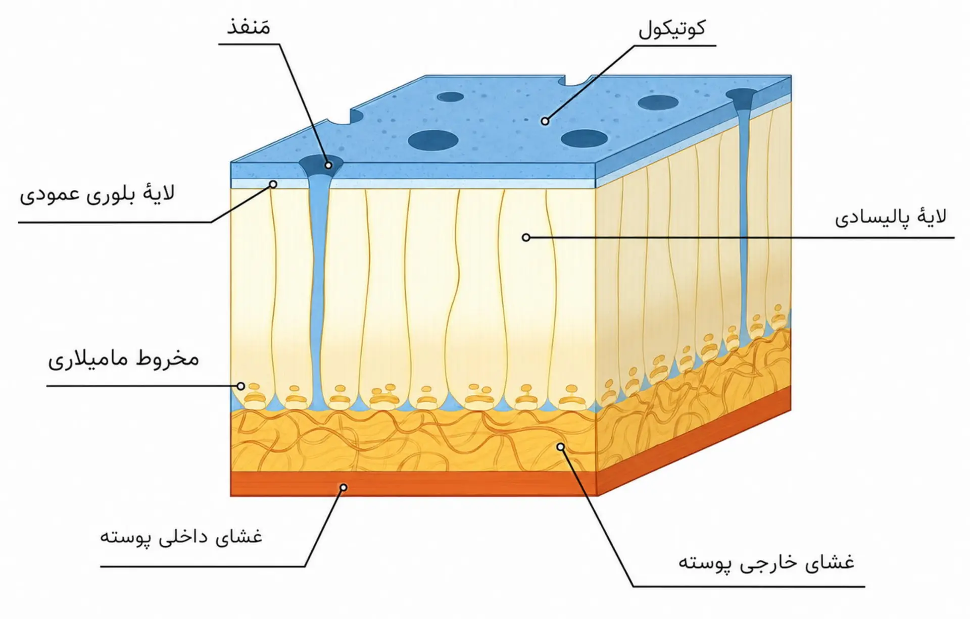 برش عرضی پوست تخم مرغ