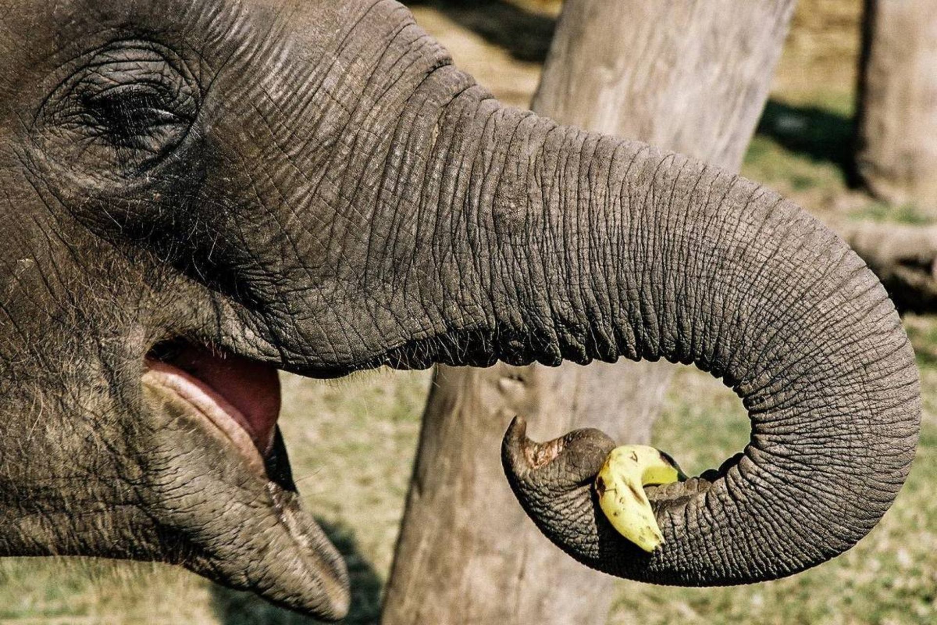 فیل در حال خوردن موز