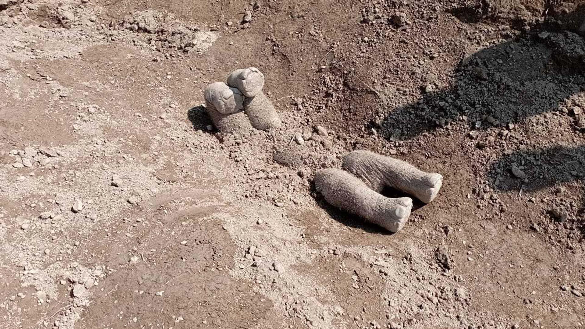بچه فیل دفن‌شده از پشت
