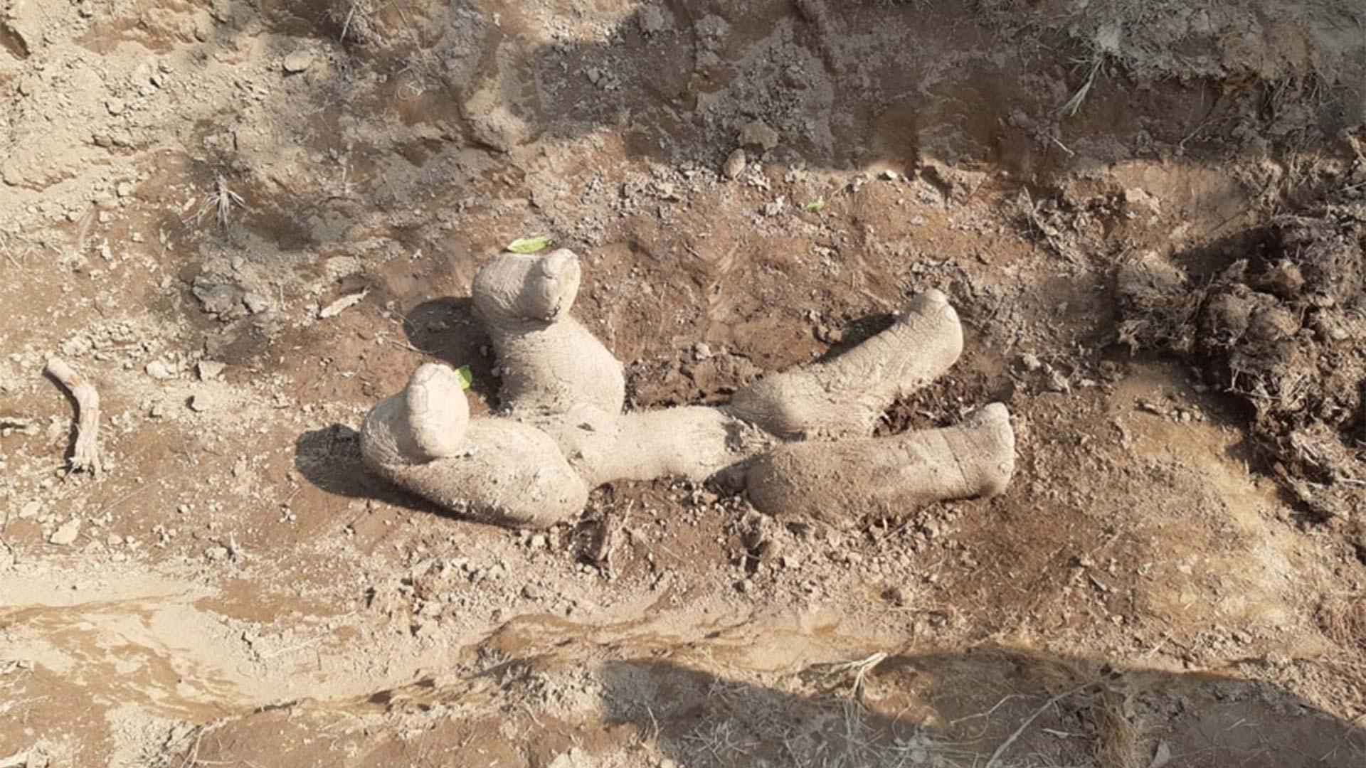 بچه فیل دفن‌شده از پشت