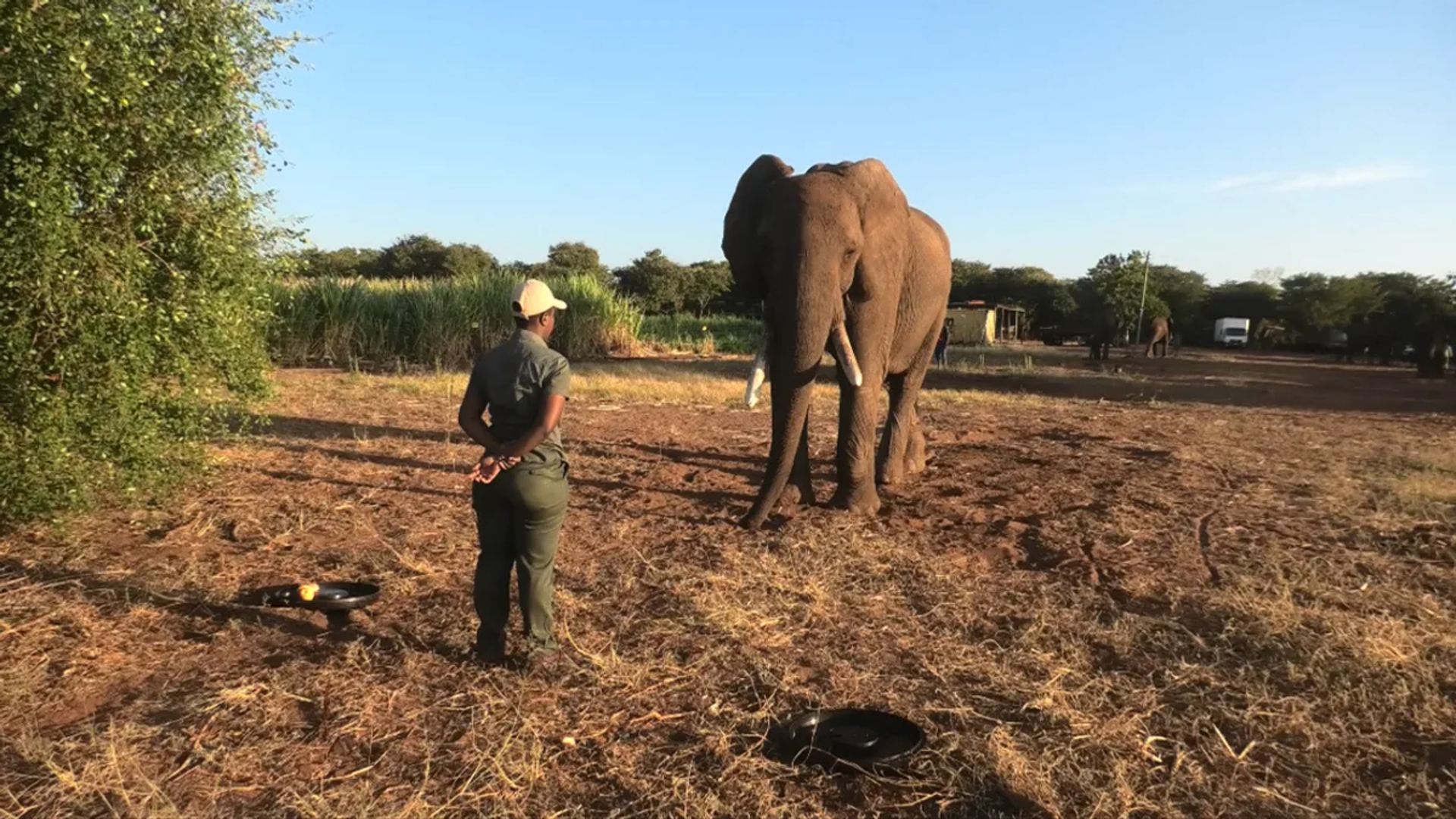 آزمایش فیل‌های آفریقایی