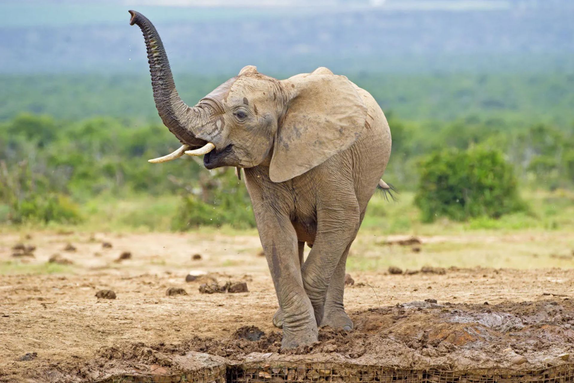 فیل در حال ژست گرفتن