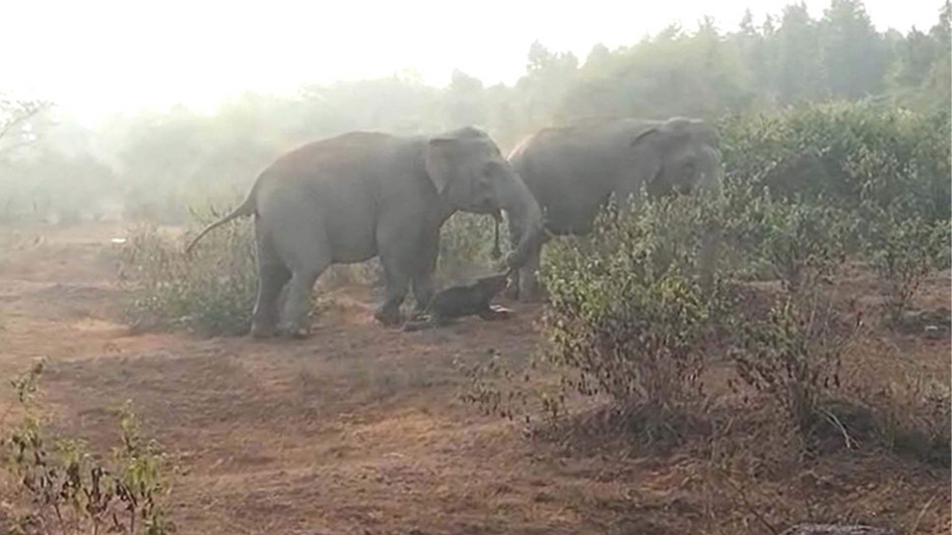 گله فیل‌ها درحال حمل فرزندان مرده خود به محل دفن