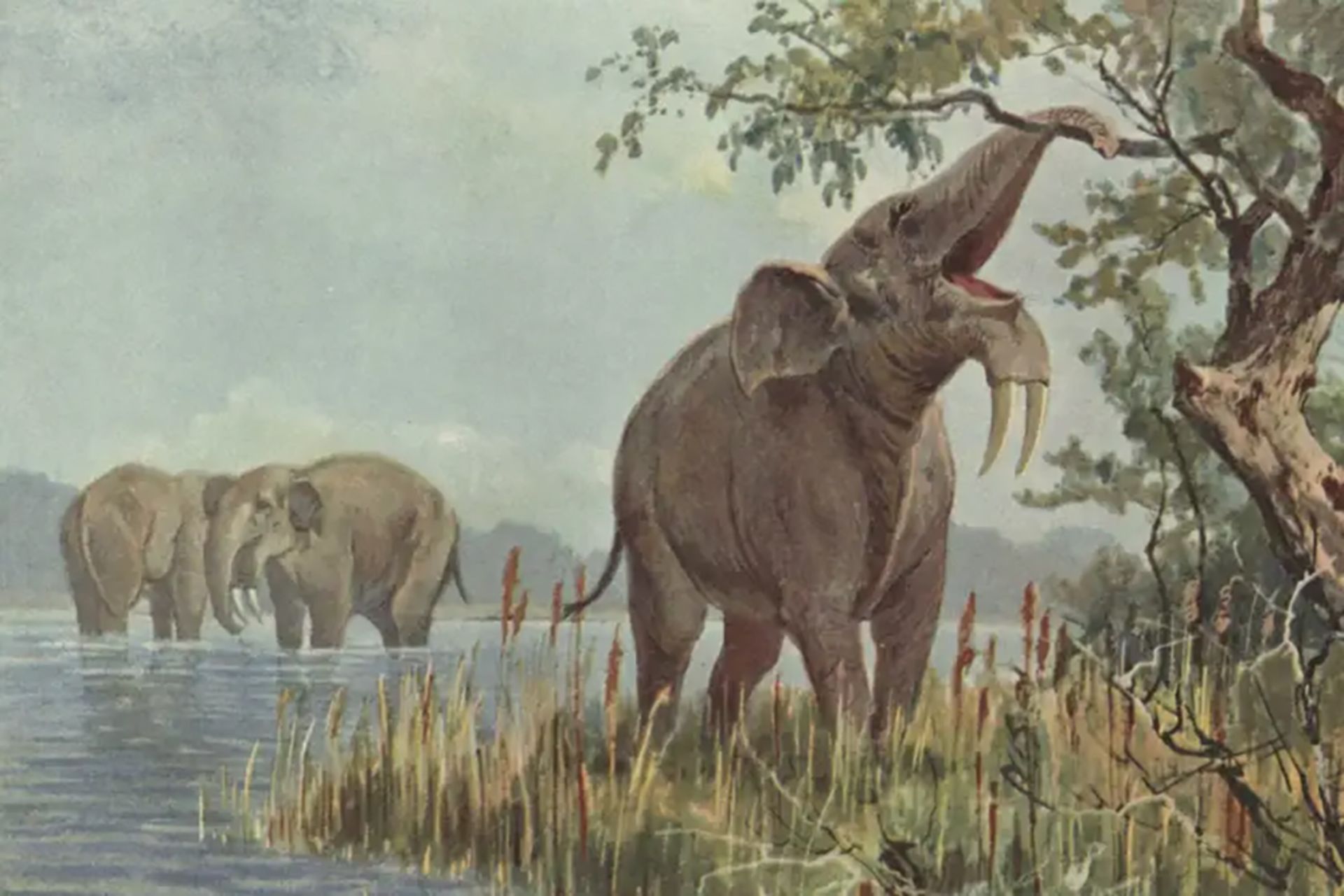فیل‌های اولیه