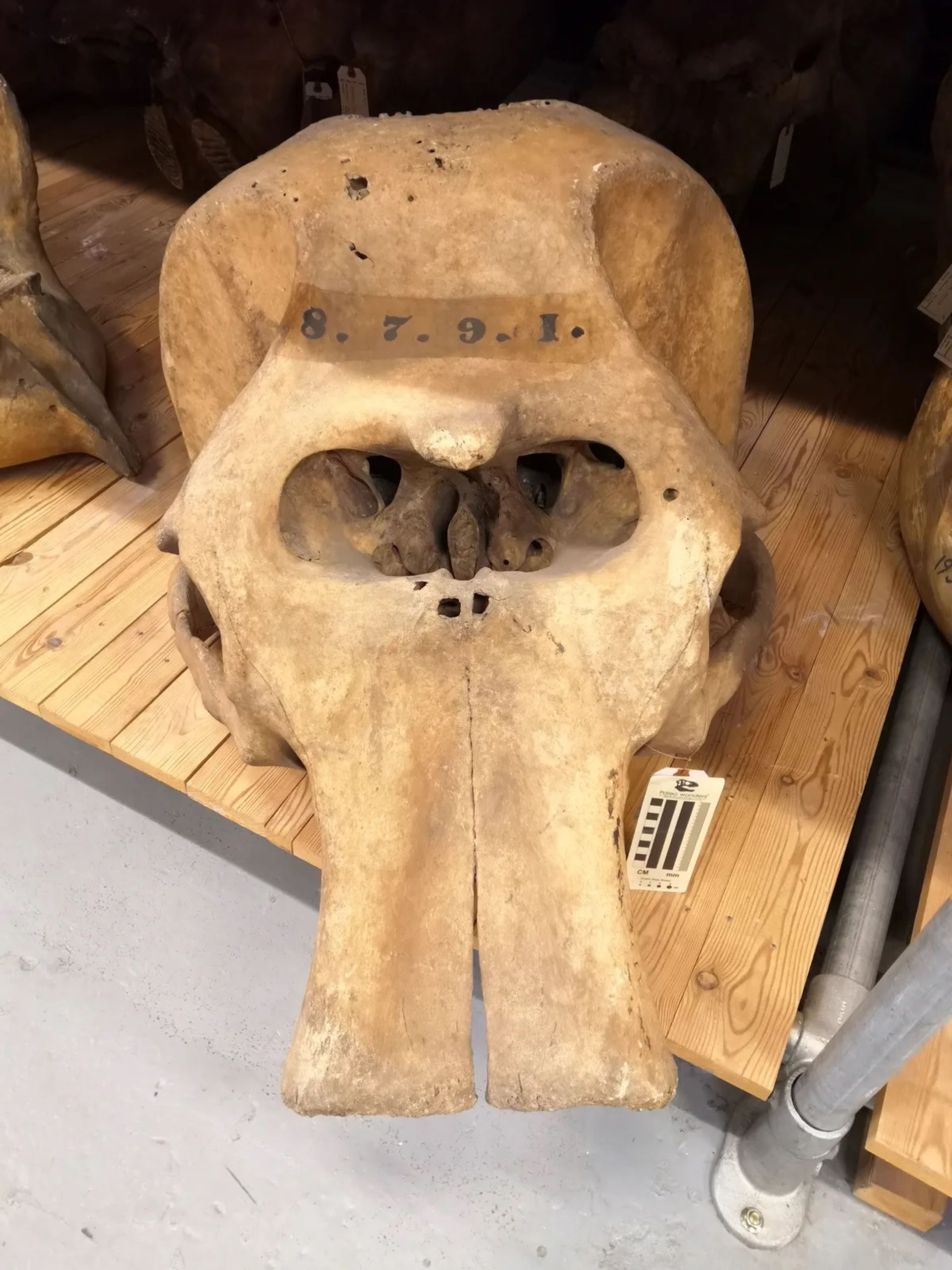 جمجمه‌ی یک فیل آسیایی در موزه تاریخ طبیعی لندن