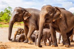 پژوهشگران می‌گویند فیل‌های وحشی خودشان را اهلی کرده‌اند