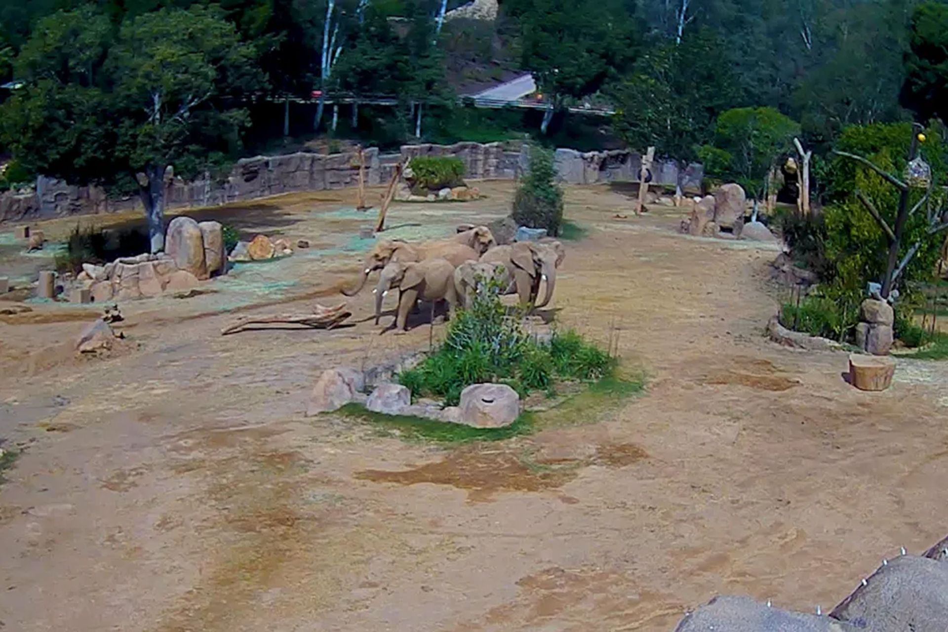 حلقه هشدار فیل‌ها هنگام زلزله