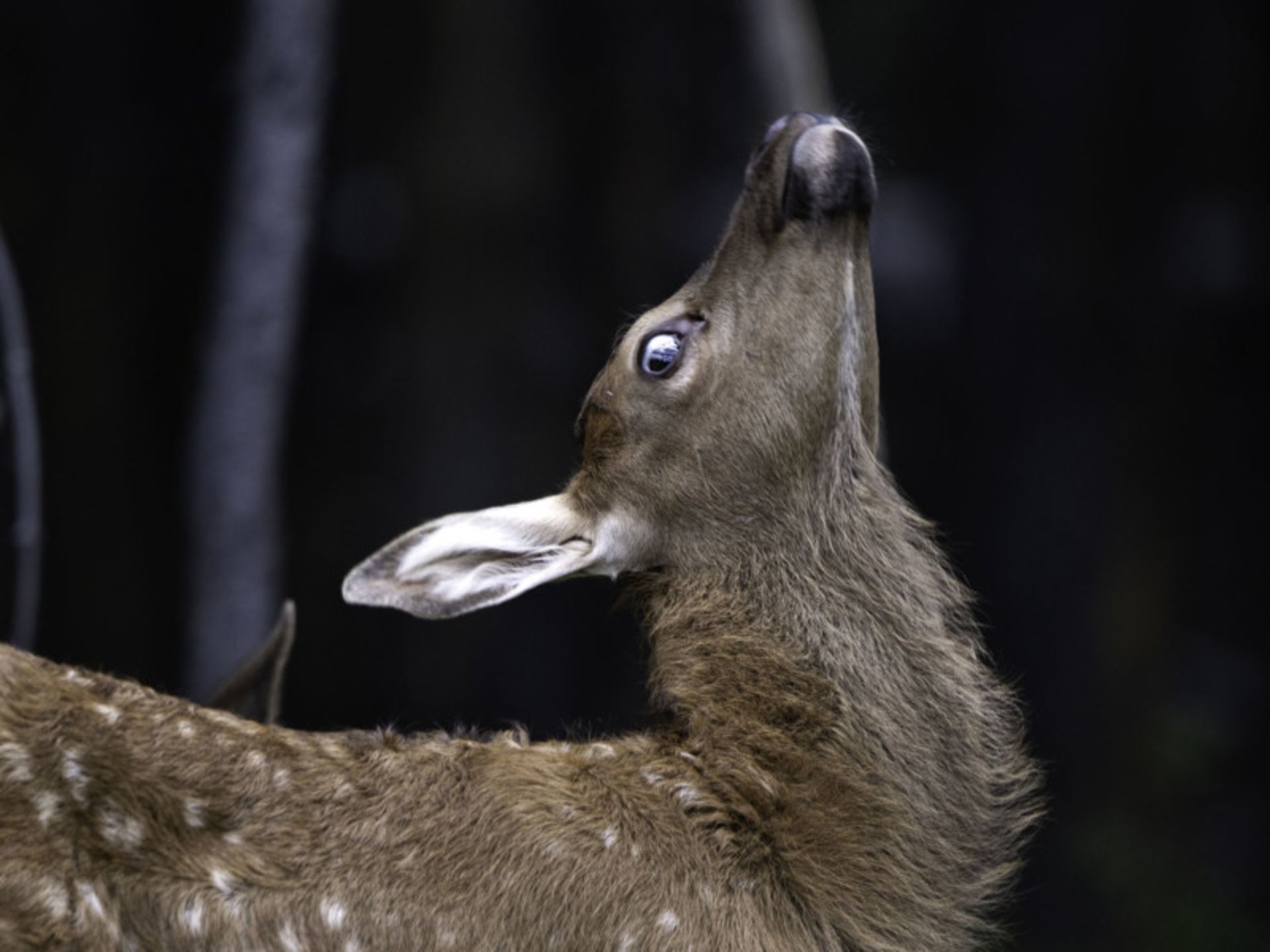 عکاسی حیات وحش