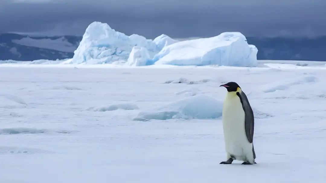 پنگوئن امپراتور (Emperor Penguin) در میان یخ‌های قطبی و کوهستان‌های یخی