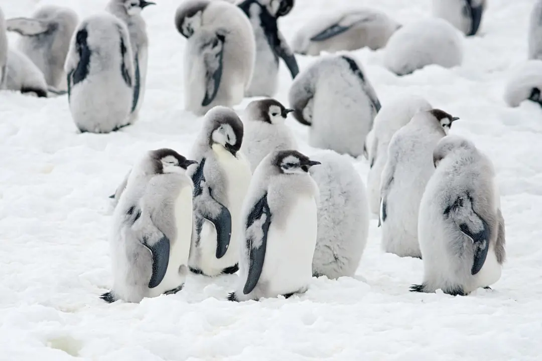 جوجه پنگوئن‌های امپراتور (Emperor Penguin) روی سطح سفید برف