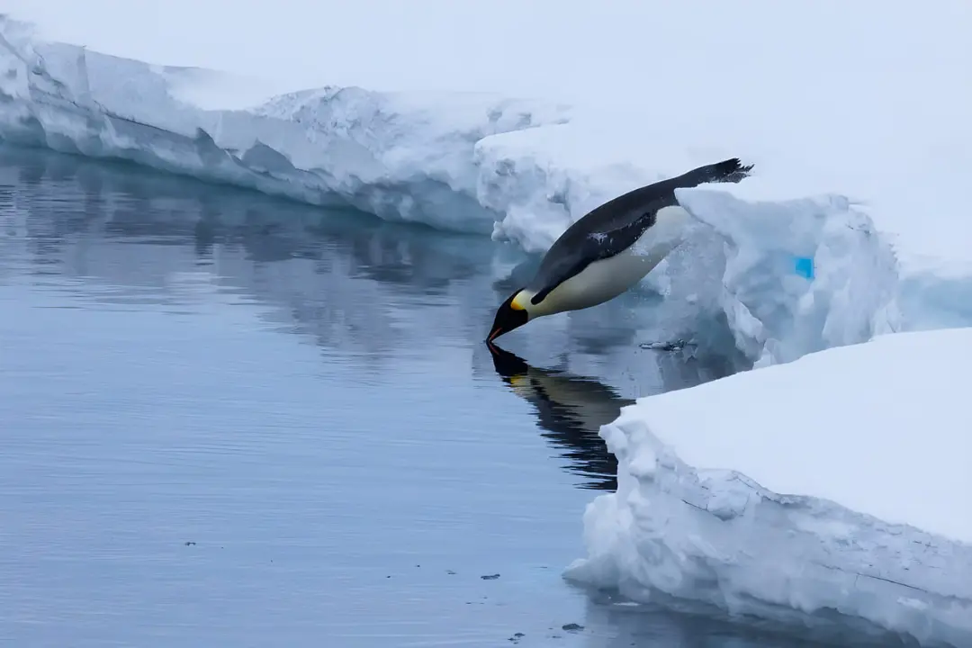 پنگوئن امپراتور (Emperor Penguin) در حال شیرجه زدن از لبه یخ‌های قطبی به درون آب