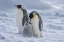 پنگوئن‌های امپراتور (Emperor Penguin) در میان بارش برف در محیط قطبی