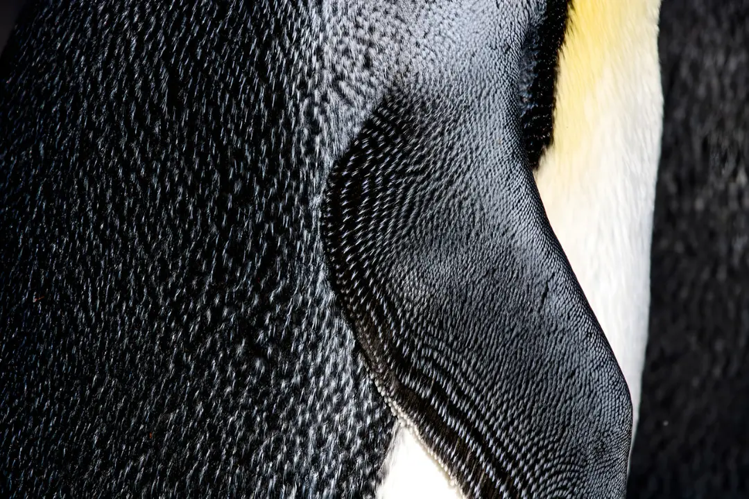 بافت متراکم پرهای پنگوئن امپراتور (Emperor Penguin) برای حفظ دمای بدن