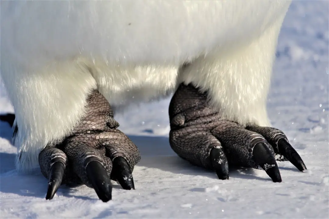 پا‌های پنگوئن امپراتور (Emperor Penguin) روی برف در محیط قطبی
