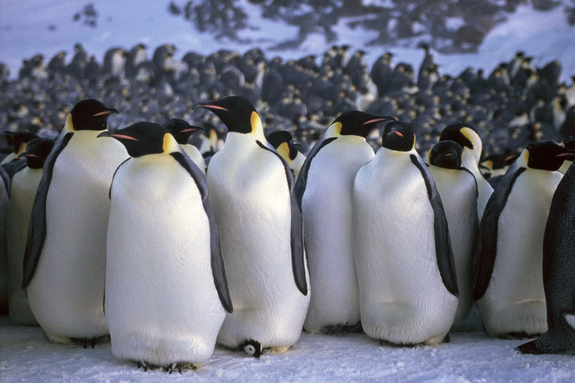 گروهی از پنگوئن‌های امپراتور بالغ در زیستگاهشان در جنوبگان