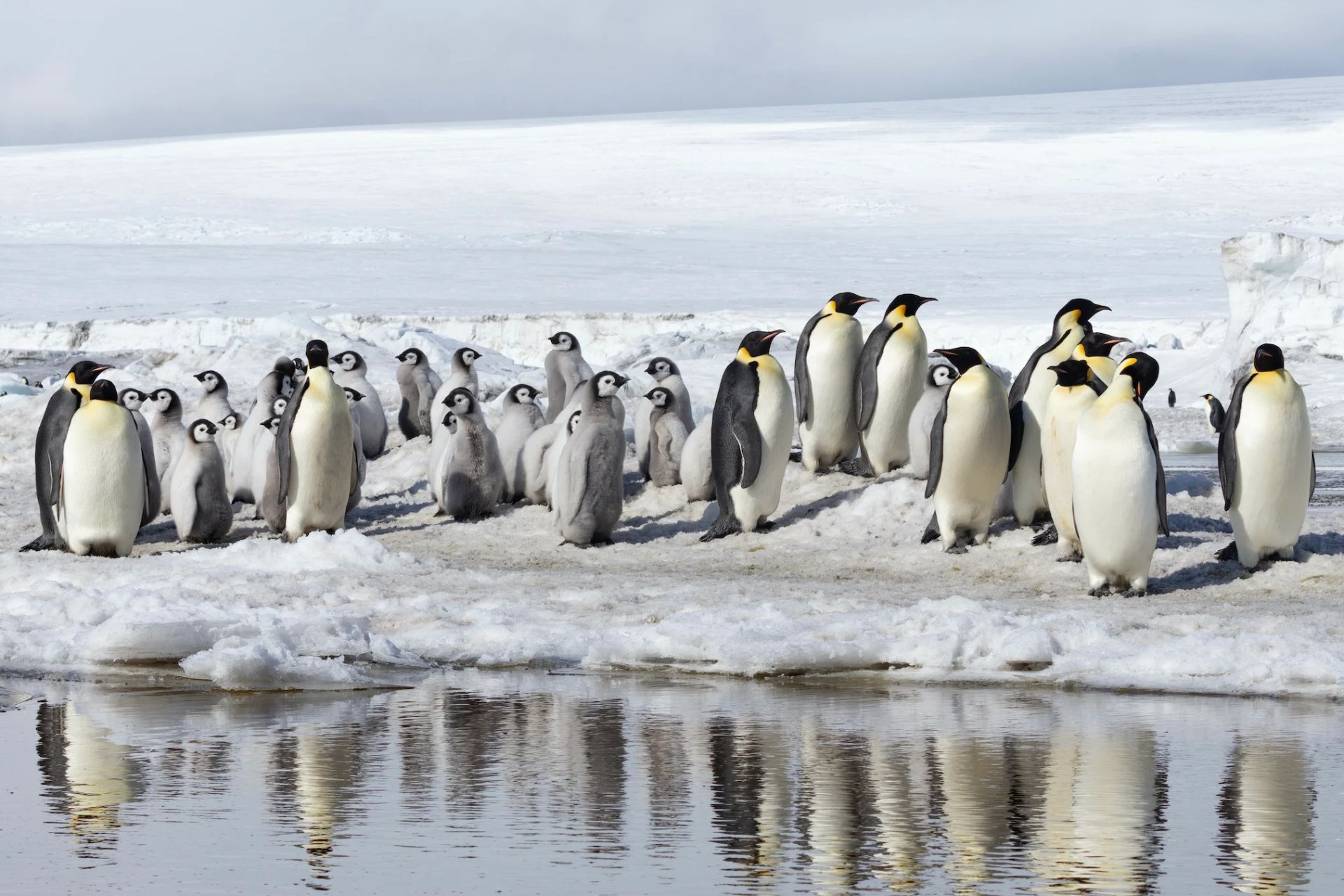 گروهی از پنگوئن‌های امپراتور بالغ در زیستگاهشان در جنوبگان