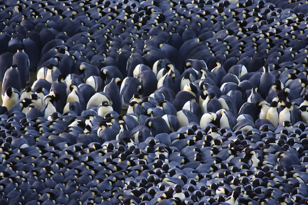 گروه عظیمی از پنگوئن‌های امپراتور (Emperor Penguin) در میان یخ‌های قطب جنوب