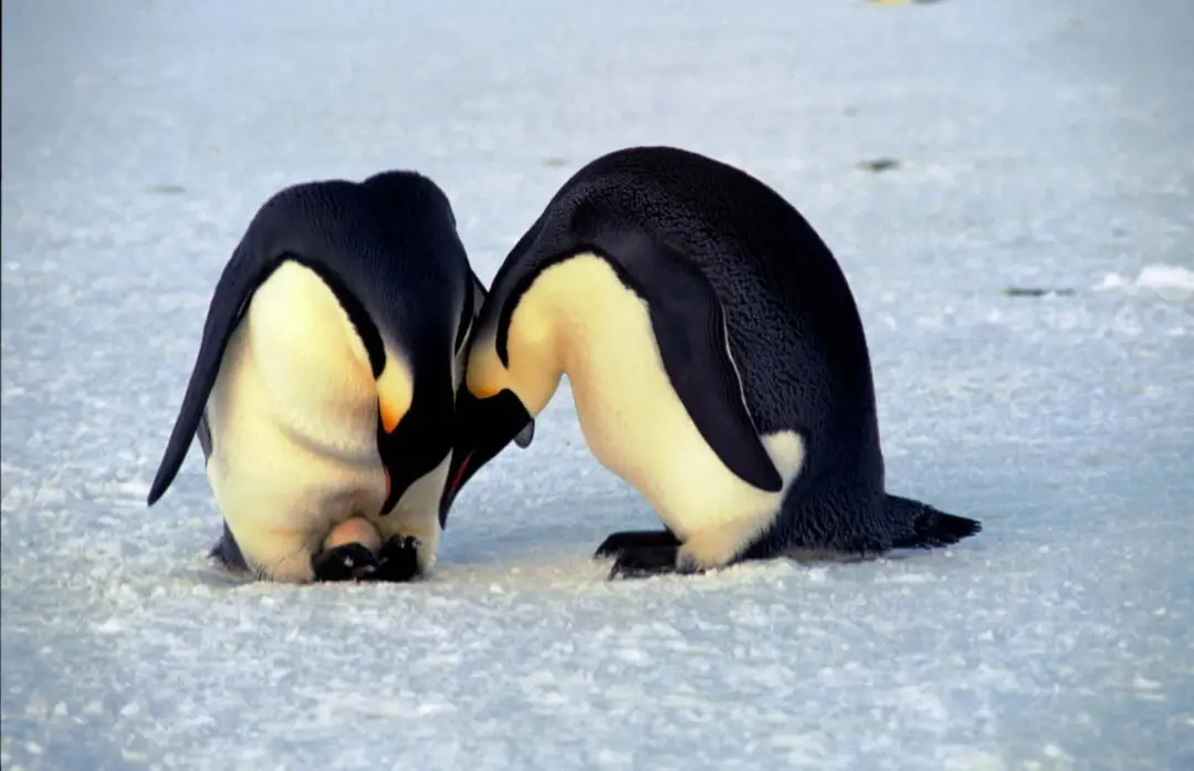 پنگوئن‌های امپراتور (Emperor Penguins) روی سطح یخ در محیط قطبی
