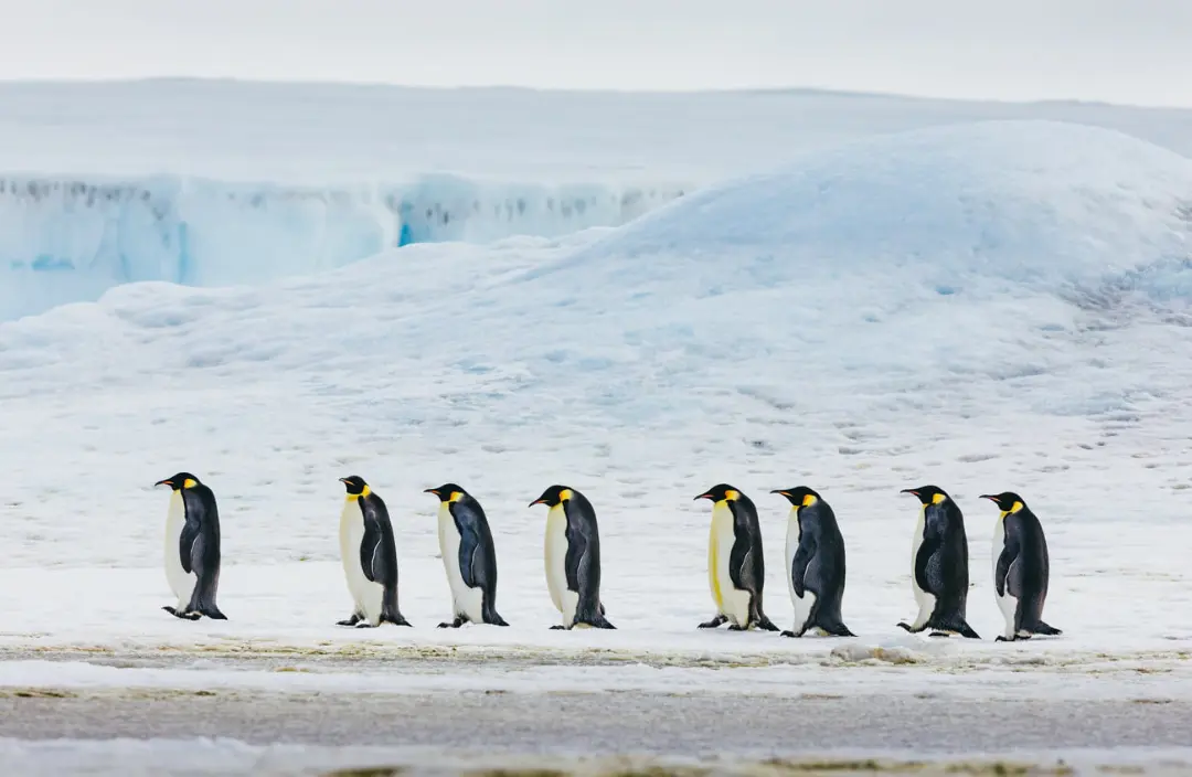 پنگوئن‌های امپراتور (Emperor Penguin) در حال حرکت روی سطح یخ‌های قطبی
