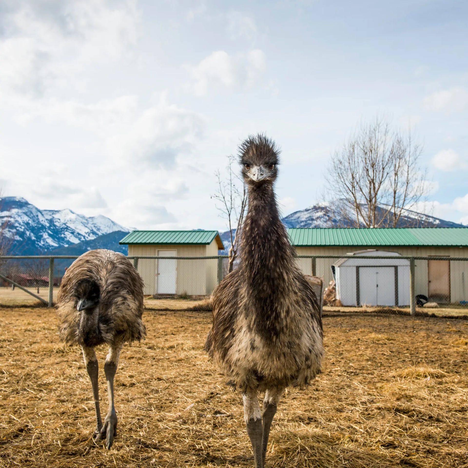 دو شترمرغ استرالیایی در مزرعه