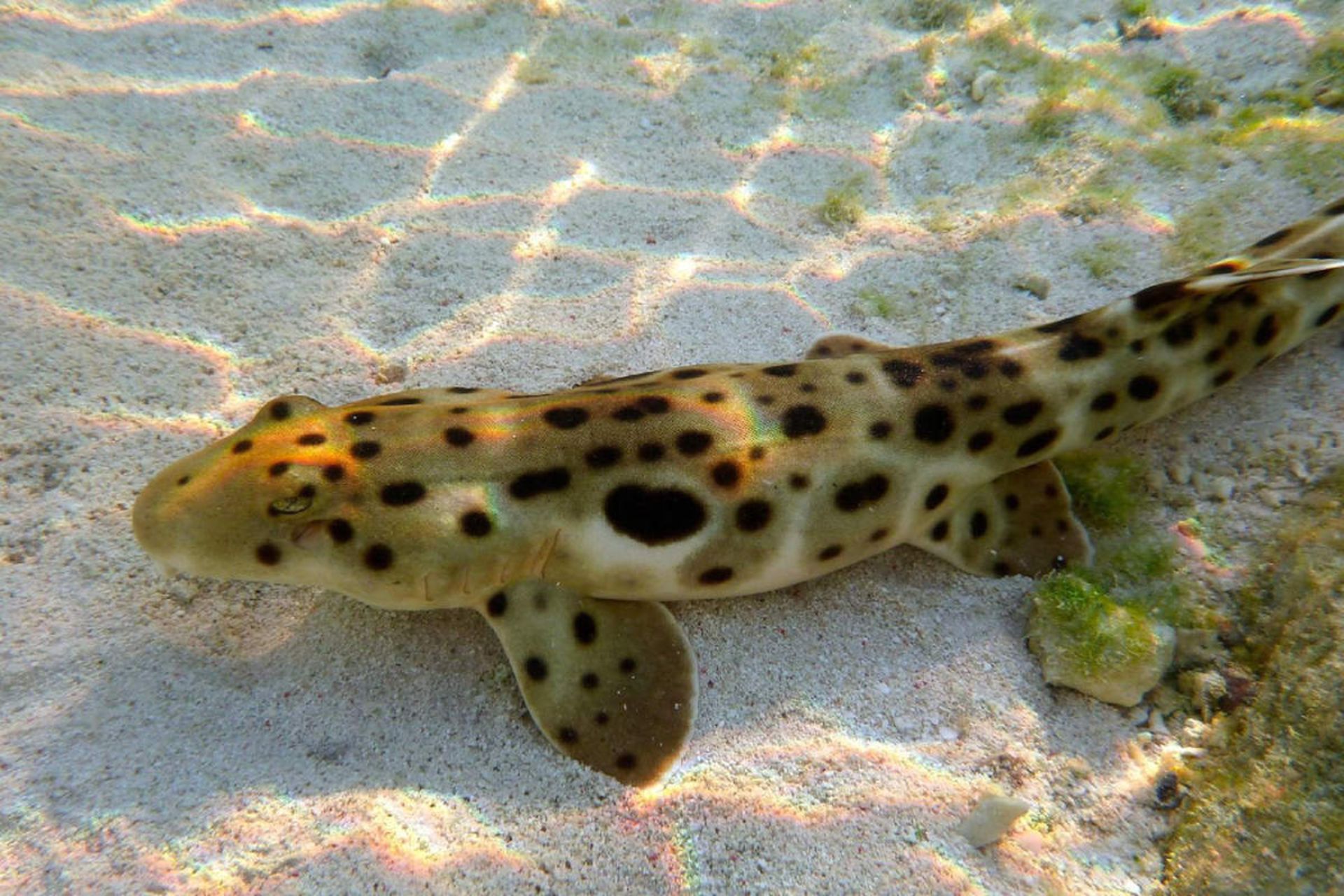 کوسه سردوشی در آب‌های استرالیا