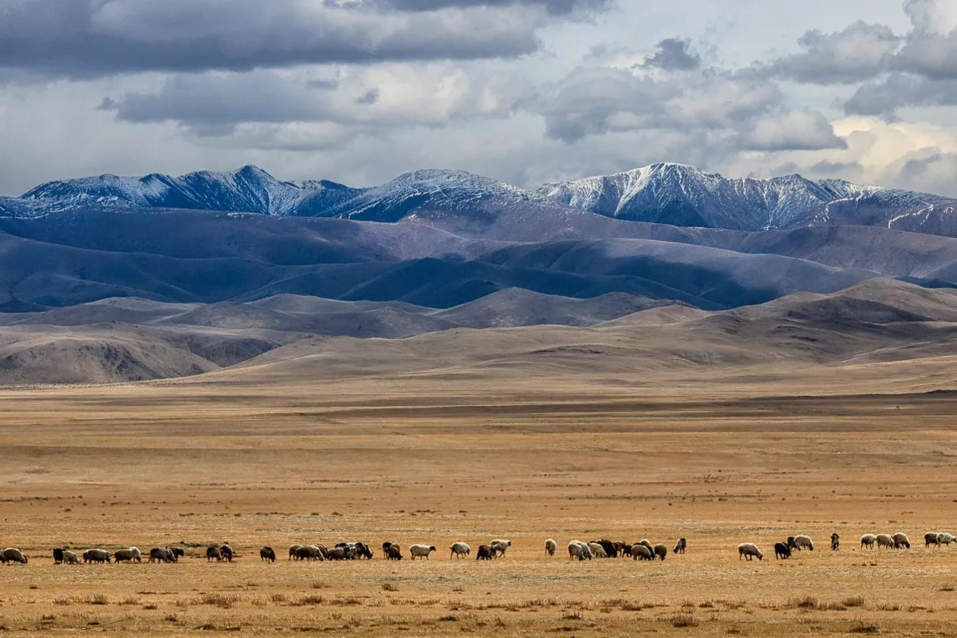 زمین‌های استپ اوراسیا در غرب مغولستان
