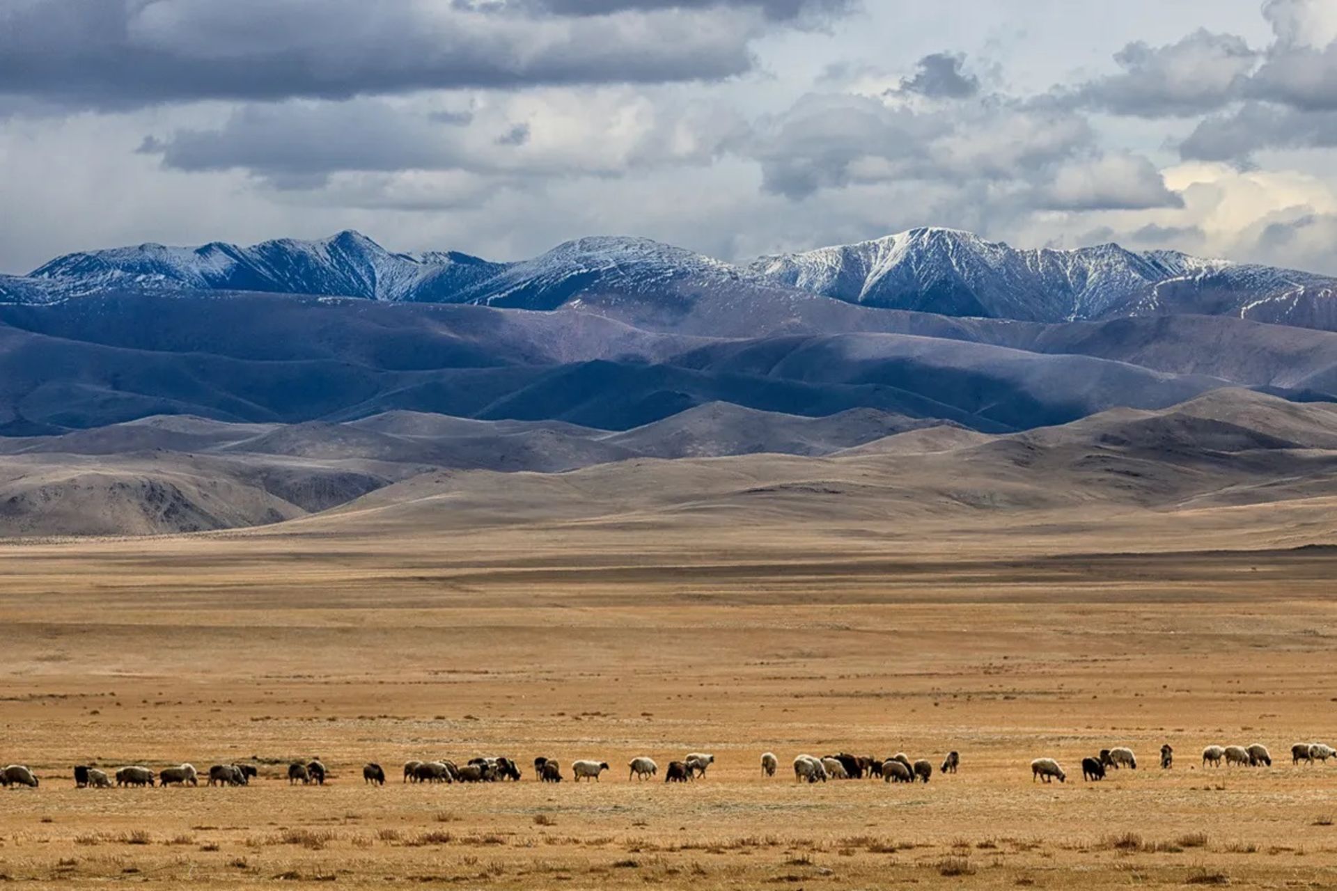 زمین‌های استپ اوراسیا در غرب مغولستان