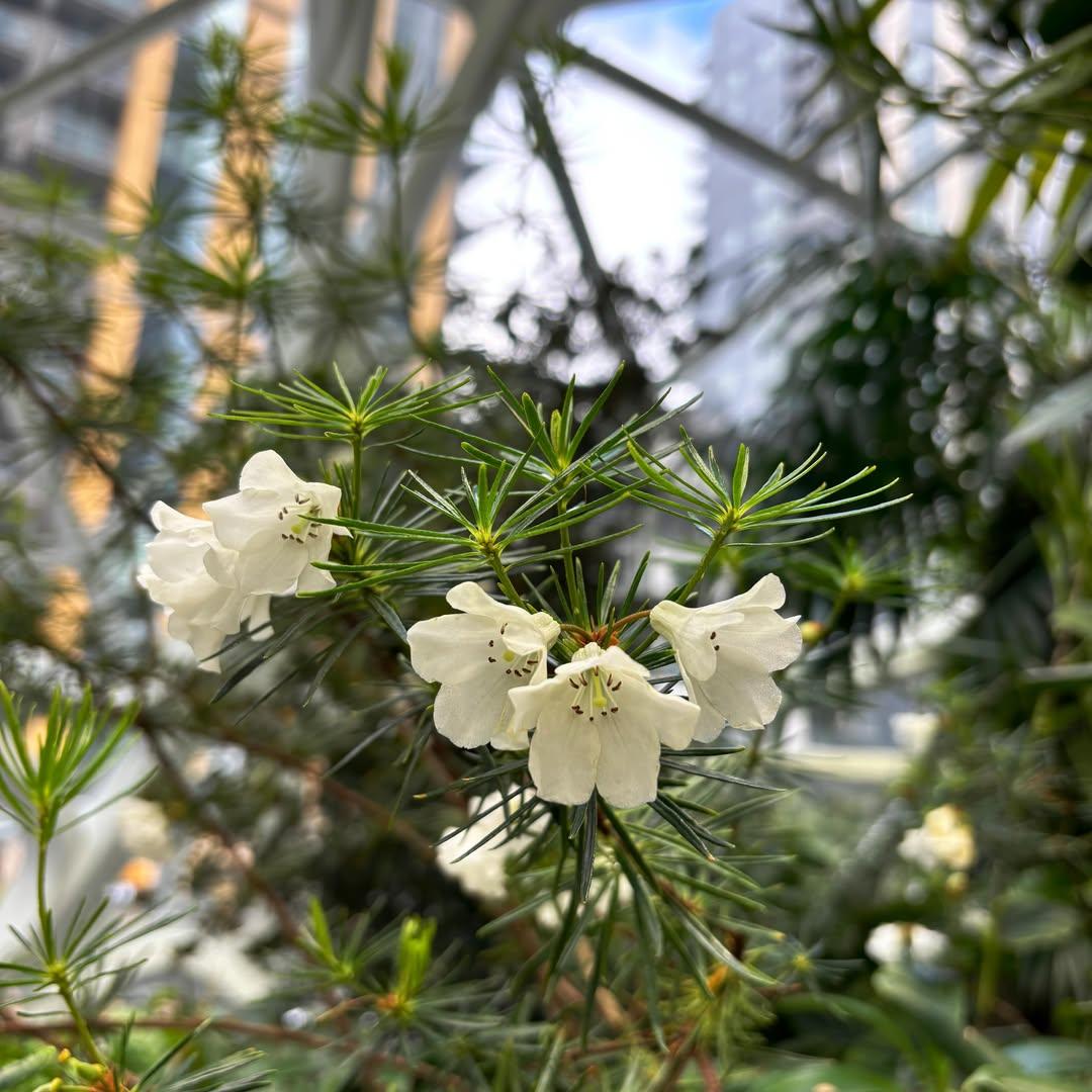 گیاه نادر Rhododendron taxifolium در دفتر آمازون سیاتل