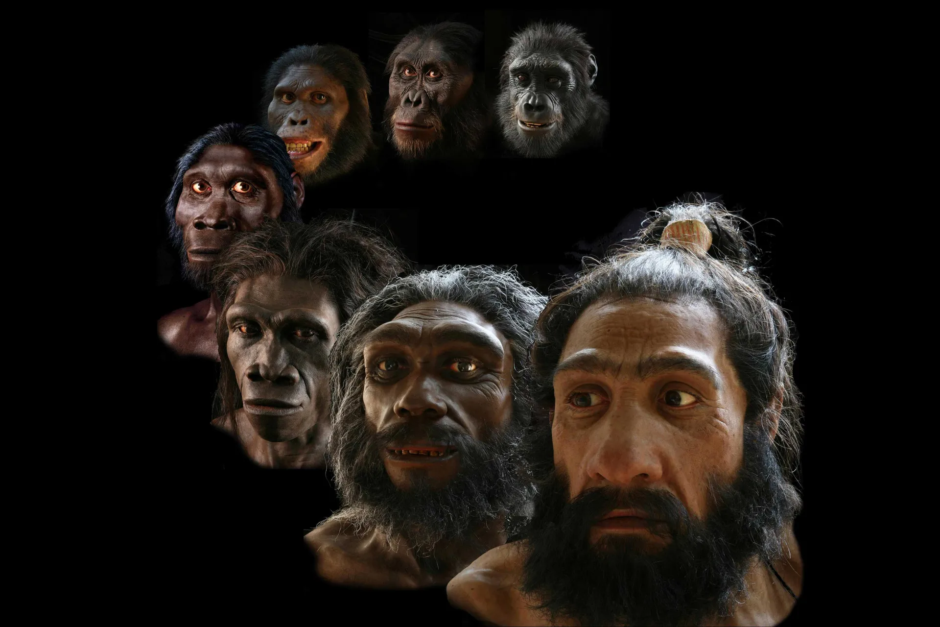 سیر تکامل چهره انسان‌تباران