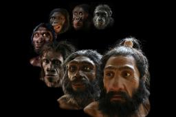تکامل انسان به زبان ساده؛‌ آیا ما از نسل میمون‌ها هستیم؟